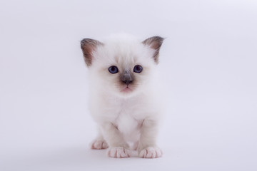 kitten cat breed sacred bIrma on a white background