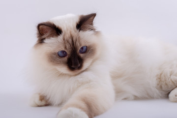 Sacred Birman Cat, birma
