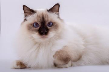 Sacred Birman Cat, birma