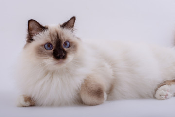Sacred Birman Cat, birma