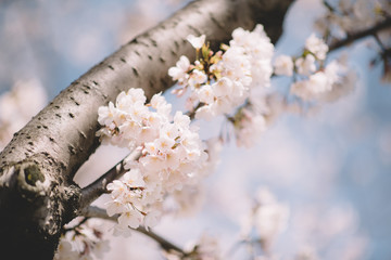 Cherry Blossom Bloom