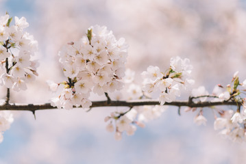 Cherry Blossom Bloom