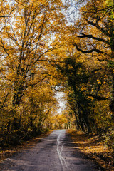 Obraz premium Narrow country oad in the autumnal forest. Hampshire, England.