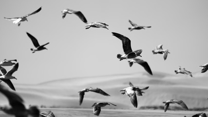 gulls flying with a beach behind them.