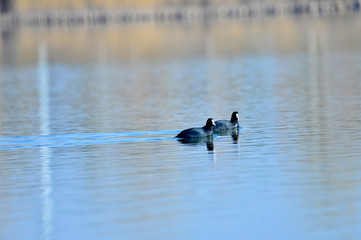 Coot birds in the water