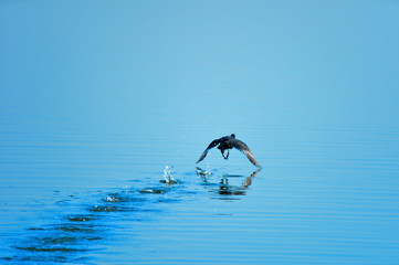 Coot birds in the water