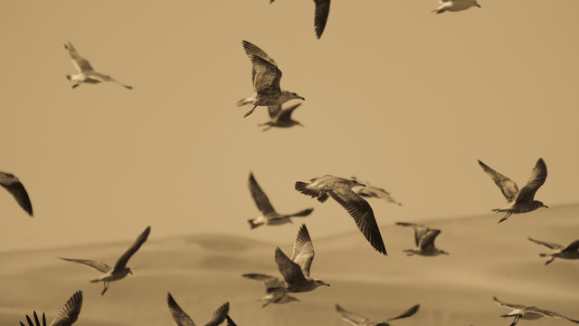 Vintage sepia tone picture of seagulls and pelicans in flight 