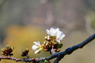 spring moments 