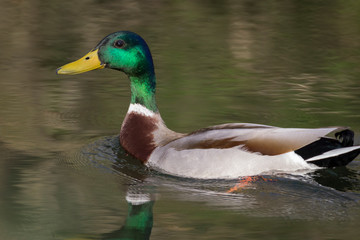 Canard sauvage sur l'eau