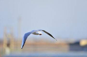 The birds of the sea