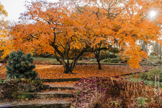 Stone stairs covered with orange leaves. Trees, autumn foliage at the RHS Wisley Gardens in Surrey, England.