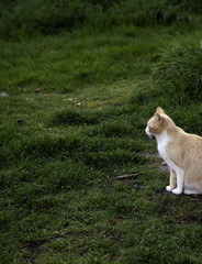 Cats abandoned street