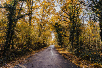 Narrow country oad in the autumnal forest. Hampshire, England.