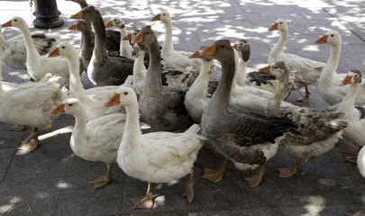 Goose on farm