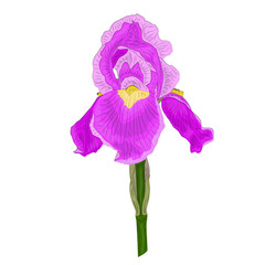 Flower iris lilac on a white background. An isolated element for botanical ornament, print fabrics, wallpaper.