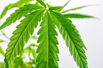 Close up of Green hemp, ganja leaf on white isolated background