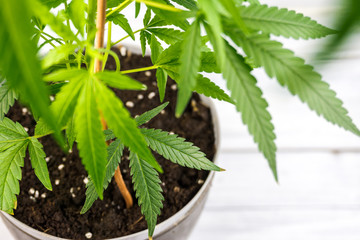 Close up of Potted Cannabis Plant Growing In Soil Medical Marijuana