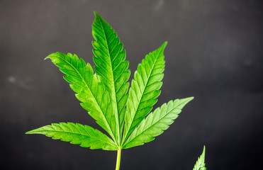 Close up of Hemp leaf against dark chalkboard