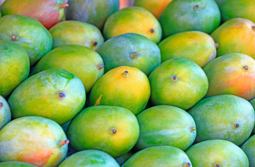 Many green mangoes