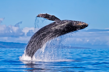 Giant Humpback breaching almost completely out of the ocean.