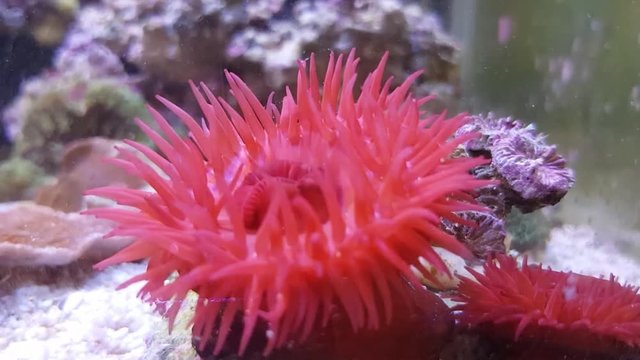 Red Beadlet anemone - (Actinia equina)