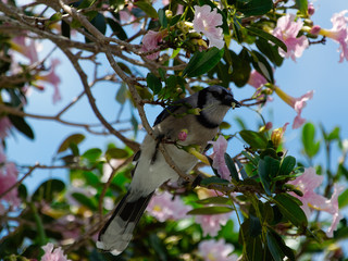 Blue Jay With Food in Beak