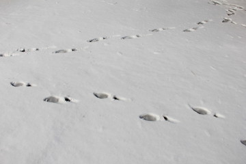 冬の風景/雪の上の足跡