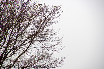 Fototapeta na wymiar Árvore com galhos secos, outono, inverno, céu cinza, nublado ao fundo. Espaço para escrita.