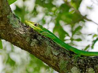 Close-up of a Cuban Knight Anole Lizard