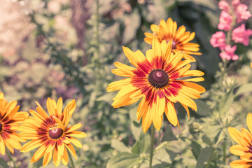 Blacked Eyed Susans