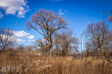 Trees in a wetland nature preserve  against a blue sky 
