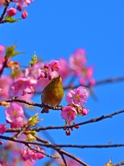 青空バックに河津桜とメジロのコラボ