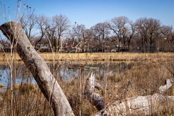 Old cut down tree in a nature preserve near a pond