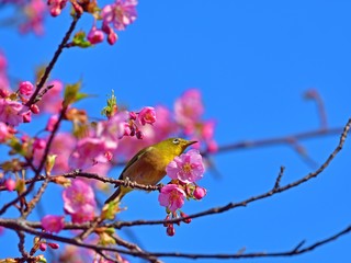 青空バックに河津桜とメジロのコラボ