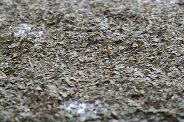 (Herb) Image of mulberry