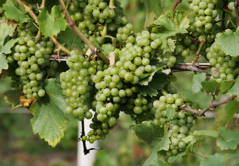 white wine grapes on the vine