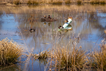 Ducks perched on an overflow drain pipe in a pond in early spring