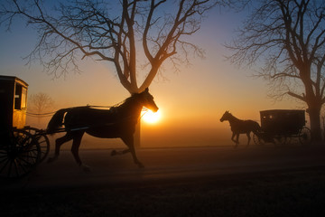 Fototapeta na wymiar Amish Buggies in Silhouette Pass at Dawn
