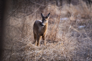 Whitetail deer in field