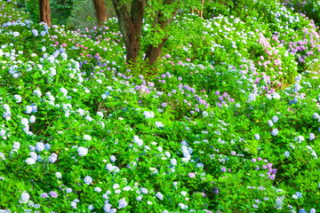 紫陽花の群落、静岡県下田市下田公園にて