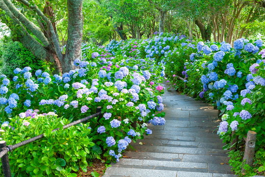 紫陽花images Browse 74 259 Stock Photos Vectors And Video Adobe Stock