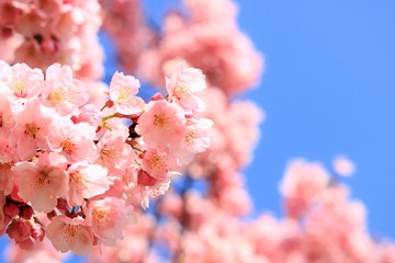 寒桜