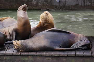 Fototapeta premium S.F. Seal-2