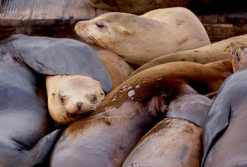 Seals-1