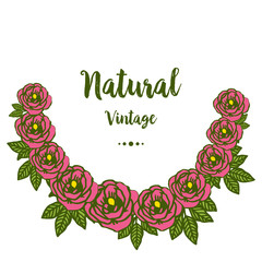 Vector illustration natural vintage with rose flower frame