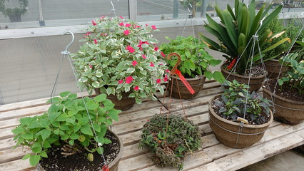Dahlias And Other Plants On Bench In Gardening Center