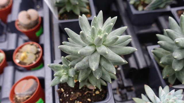 Various Plants In Gardening Center With Pachyphytum Compactum