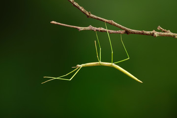 Stick insect or Phasmids (Phasmatodea or Phasmatoptera) also known as walking stick insects, stick-bugs, bug sticks or ghost insect. Green stick insect camouflaged on tree. Selective focus,copy space