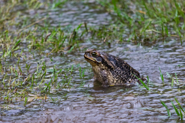 Sapo bajo la lluvia