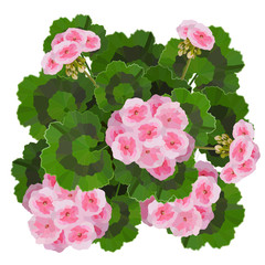 Pink pelargonium flowers vector illustration. Garden or interior decoration